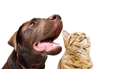 Portrait of a curious Labrador and a cat Scottish Straight, closeup, side view, isolated on white background