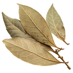 Dried bay leaves on branch leaf veins natural