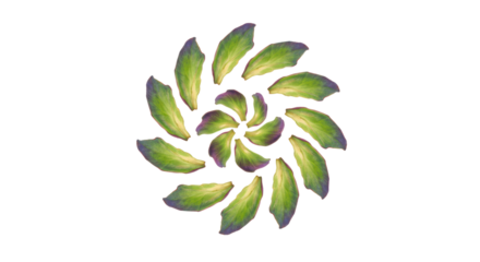 Abstract Spiral Arrangement of Green Leaves on Transparent Black Background Design Element for Nature and Botanical Themes