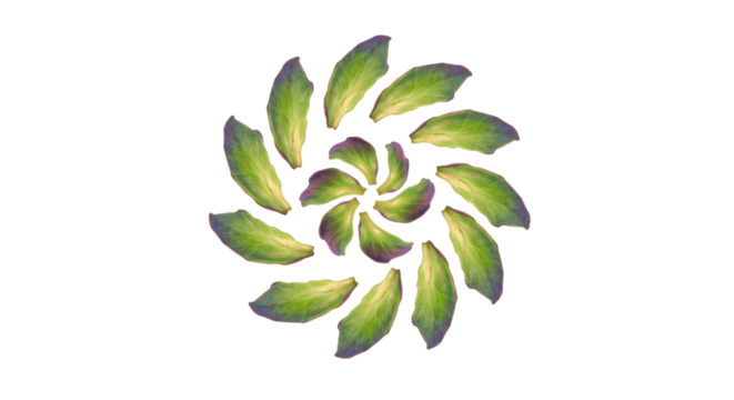 Abstract Spiral Arrangement of Green Leaves on Transparent Black Background Design Element for Nature and Botanical Themes