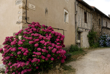 Pink and blue hydrangeas bloom along old stone houses in a quiet French village street marked Cour...
