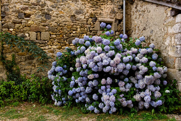 Lush blue hydrangeas bloom beside a rustic stone wall in a peaceful French village garden.