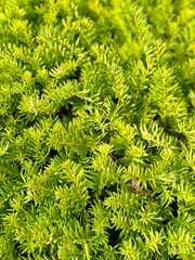 green fern background. Close-up of a bush of conifers 