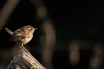 close up of a small sparrow