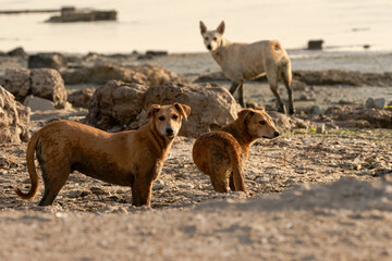 street dogs in the beach  © sreejesh
