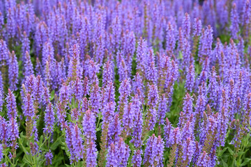 Ornamental garden plant woodland sage