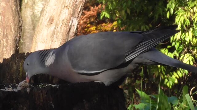 Common Wood Pigeon (Columba palumbus) Feeding on Food Put Out For It in a Park