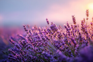 Fototapeta premium Lavender Field under Sun: A serene view of a blooming lavender field bathed in the warm light of the setting sun, evoking a sense of tranquility and natural beauty.