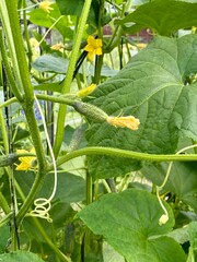 Growing cucumbers in a greenhouse