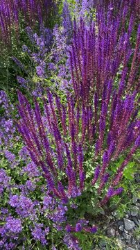 Sage and catnip