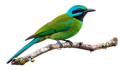 Obraz premium Colorful exotic bird isolated on white background. Png
