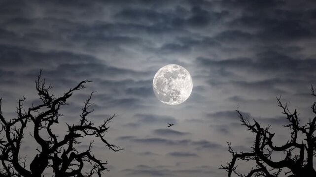 Full moon and silhouettes of bare trees under a cloudy night sky