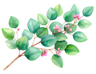 Obraz premium Delicate eucalyptus branch with pink blossoms watercolor illustration isolated on white background PNG