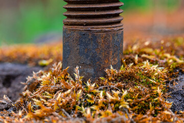 Obraz premium rusty old metal with moss