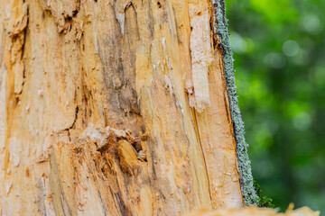 Tree eaten by termites macro shot
