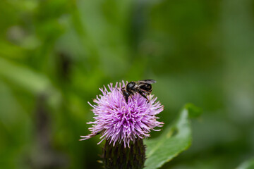Macro shot of a bee on a thistle flower