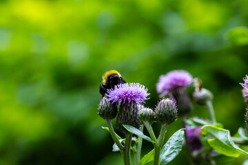 Macro shot of a bee on a thistle flower