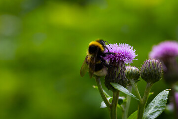 Macro shot of a bee on a thistle flower