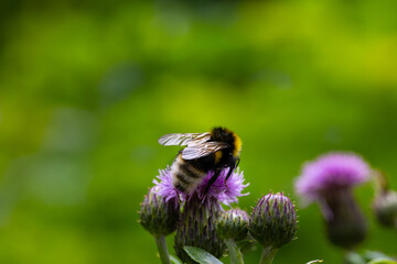 Macro shot of a bee on a thistle flower