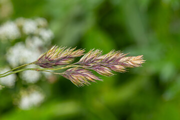 Field grass macro shot