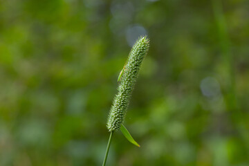 Field grass macro shot