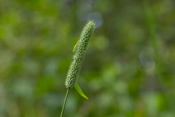 Field grass macro shot