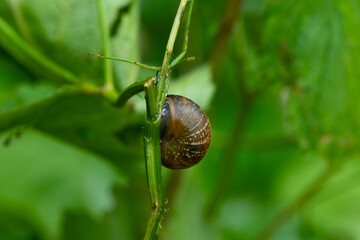 snail on a leaf macro
