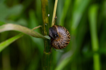 snail on a leaf macro