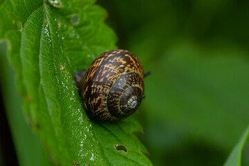 snail on a leaf