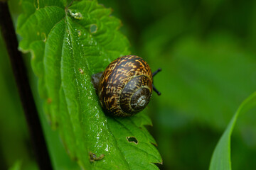 snail on leaf