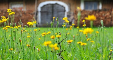 Rural area background. Authentic old clay farm building in bright background. Meadows and flower beds in foreground, close-up view