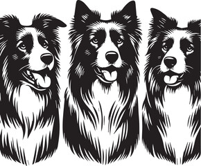 Border Collie Dog Vector – Silhouette 