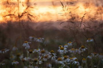 Rumianek o wschodzie słonca na polu.  © Elżbieta Kaps