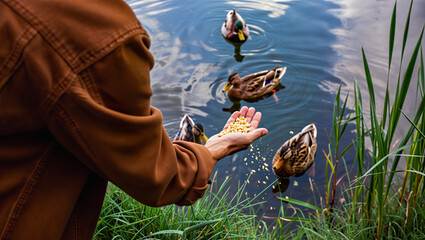 Hand feeding ducks by lake in serene nature scene