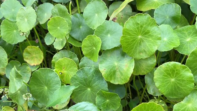 Green Centella asiatica leaves with round shape and vein patterns growing in garden
