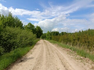 Road in forest in Siauliai county during sunny summer day. Oak and birch tree woodland. Sunny day...
