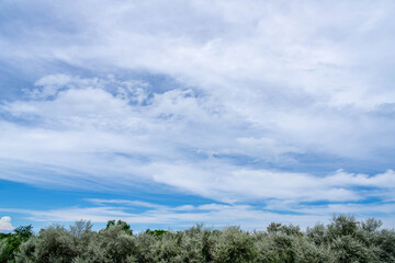 Obraz premium 広がる空と淡い色彩の森