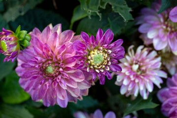 Lush bright dahlias on a flower bed. Perennial flowers.