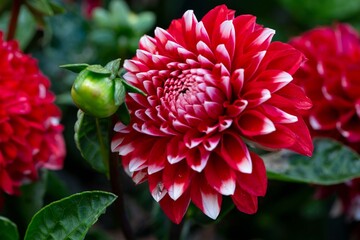 Lush red dahlias in a flower bed. Perennial flowers.