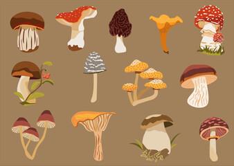 Set mushroom with chanterelles, porcini, toadstools. Autumn theme. For prints, nature guides, food packaging