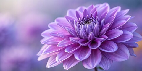 Obraz premium Macro Shot of a Blooming Purple Dahlia, floral, blossom