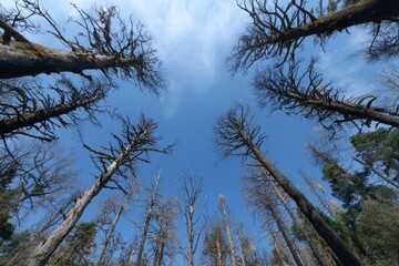 Obraz premium Looking up through bare branches of ancient trees towards a clear blue sky