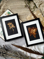 Set of 2 vintage herbarium in black frames close up flat lay. Pressed flowers on black background...
