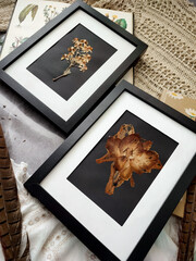 Set of 2 vintage herbarium in black frames close up flat lay. Pressed flowers on black background...