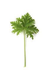 Close-up of fresh green citronella (scented geranium) leaf on white background – natural insect repellent and fragrant herb.