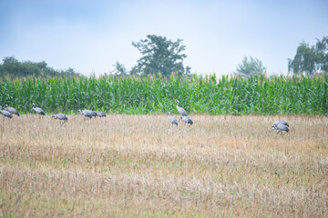Crane bird group looking for food on a field, migratory bird in Mecklenburg at the baltic sea, wildlife at a rainy cloudy day 