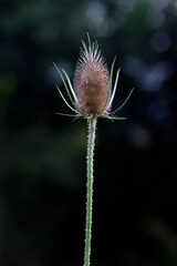 dry thistle flower on green background