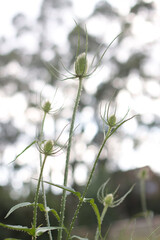 Thistle in the wind