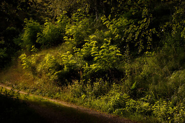 Road through the forest
