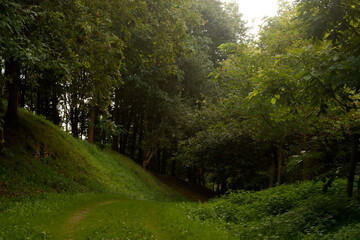 Path in the forest